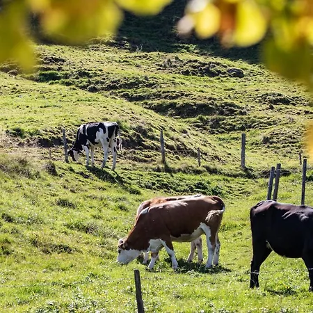 Buchmann Lehen * אירדנינג