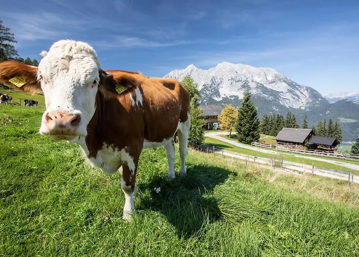 Buchmann Lehen * 伊尔德宁